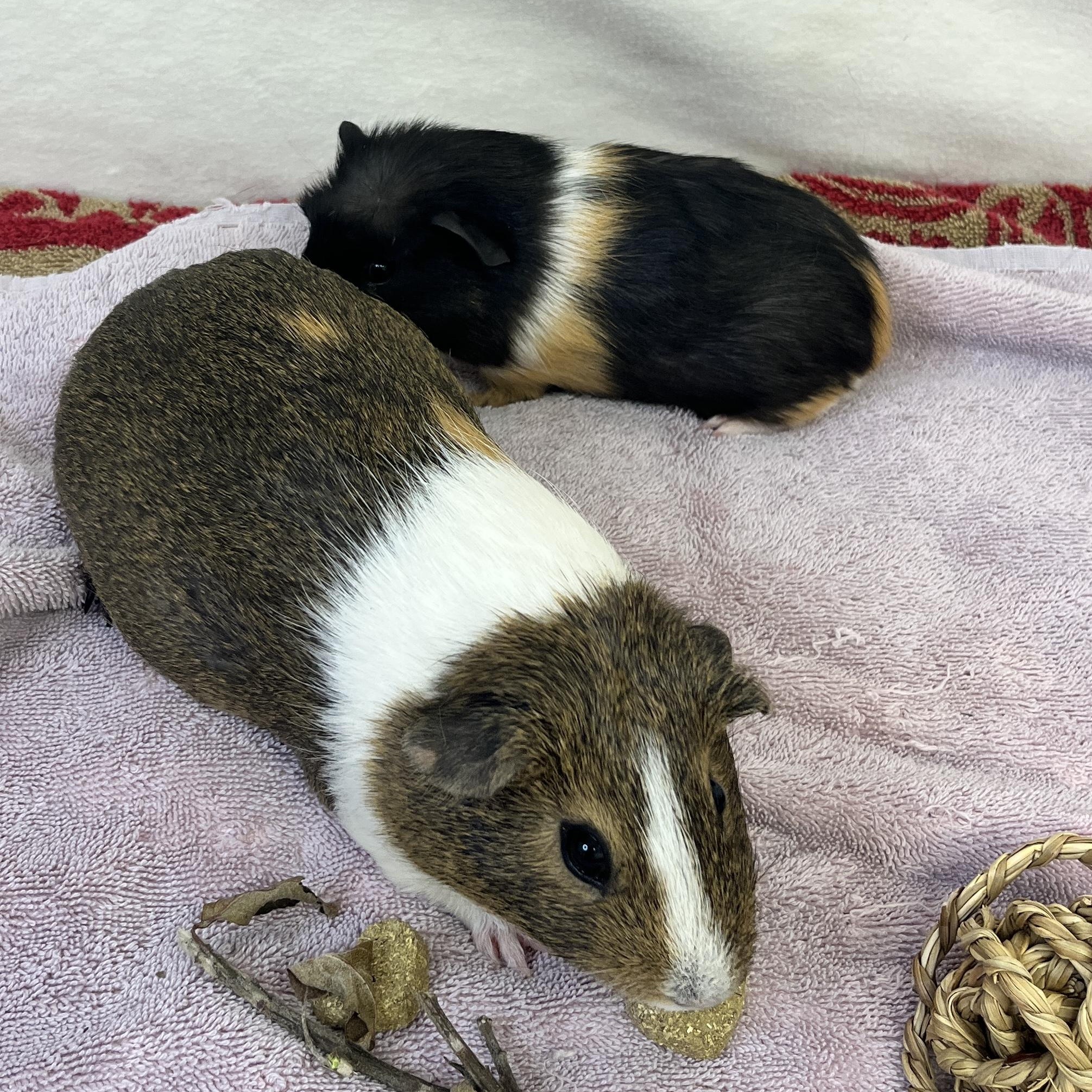 Enlarge Macaron & Baguette (female pair), a ADOPTABLE Guinea Pig in Oakland, CA image 2/6