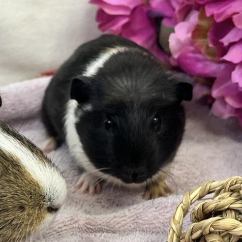 Enlarge Macaron & Baguette (female pair), a ADOPTABLE Guinea Pig in Oakland, CA image 3/6