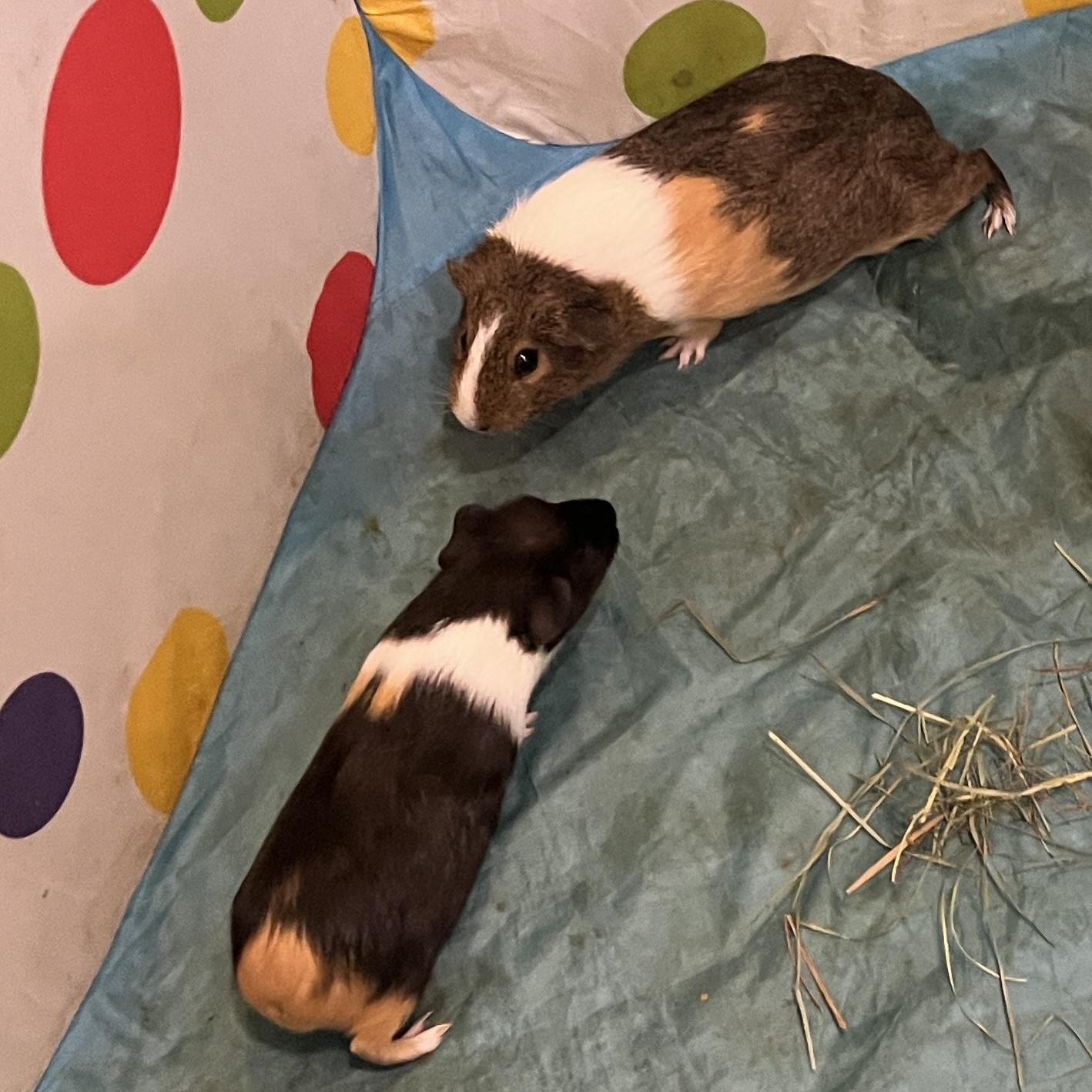 Macaron & Baguette (female pair), an adopted Guinea Pig in Oakland, CA image 5/6
