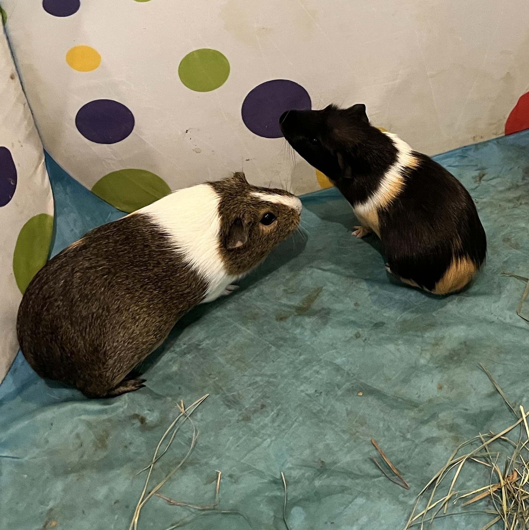 Macaron & Baguette (female pair), an adopted Guinea Pig in Oakland, CA image 4/6