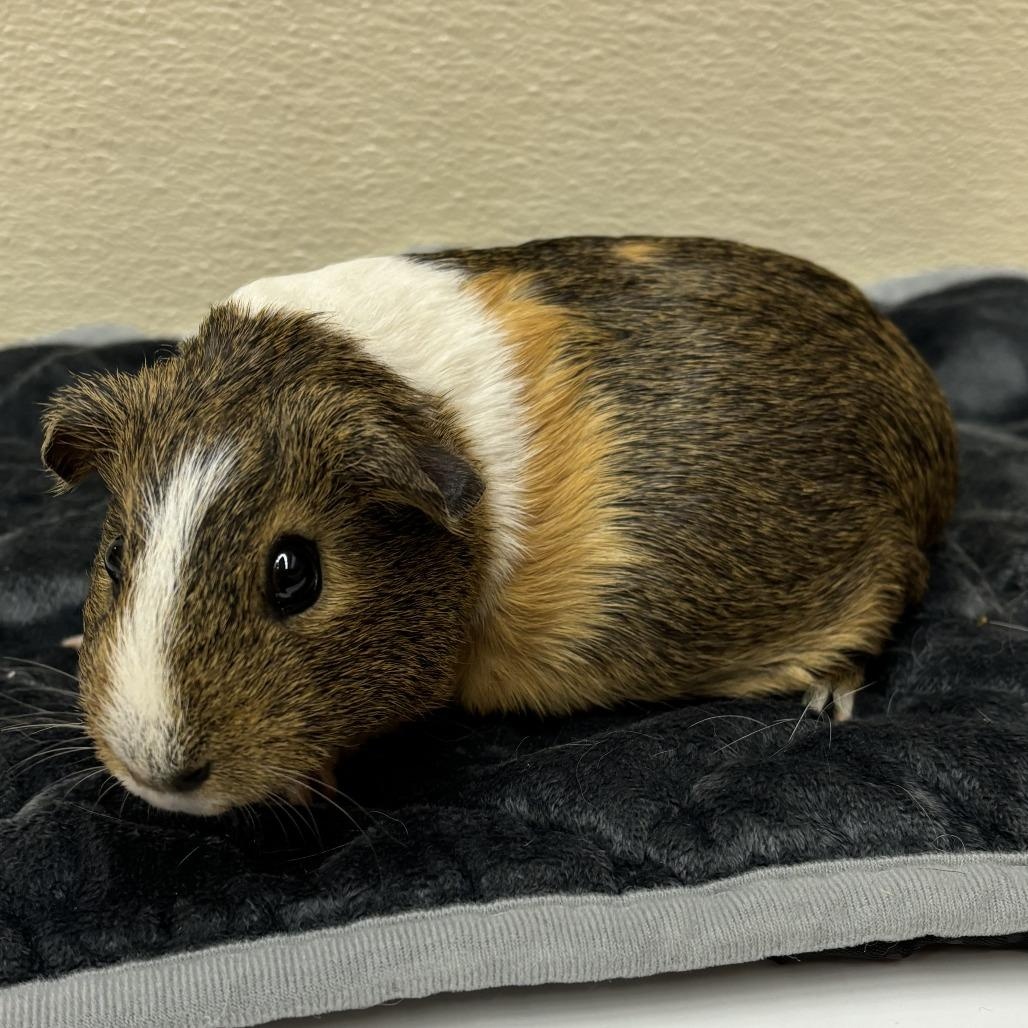 Macaron & Baguette (female pair), an adopted Guinea Pig in Oakland, CA image 6/6
