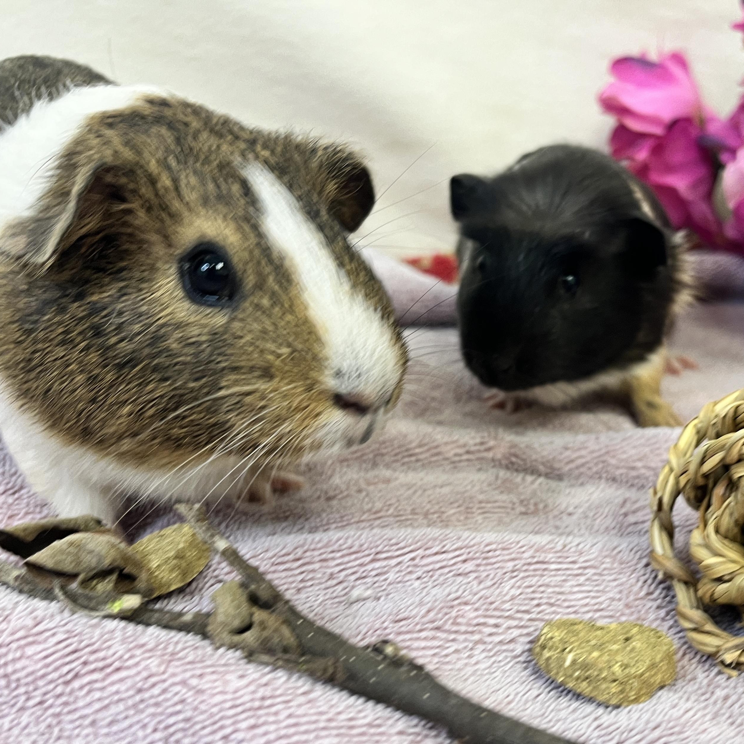 Macaron & Baguette (female pair), ADOPTABLE, Young Female Guinea Pig.