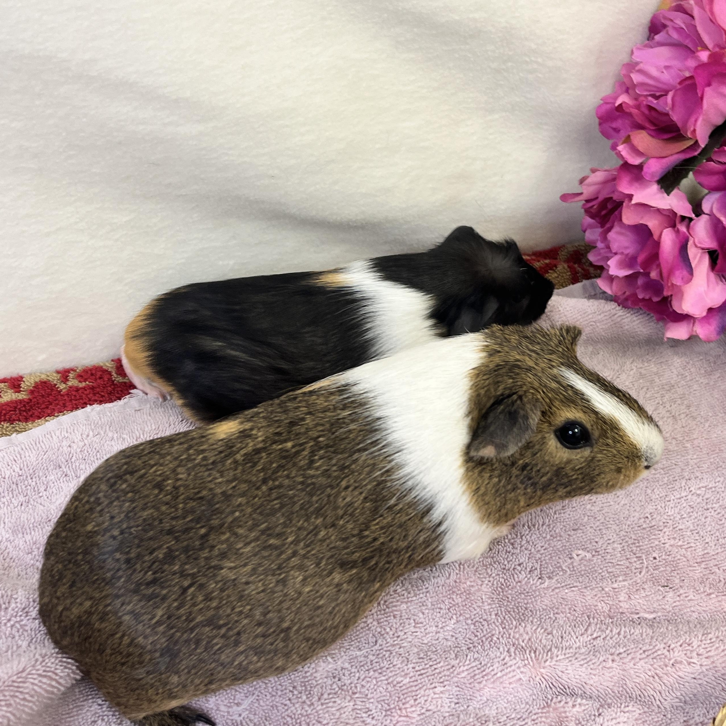 Enlarge Macaron & Baguette (female pair), a ADOPTABLE Guinea Pig in Oakland, CA image 5/6