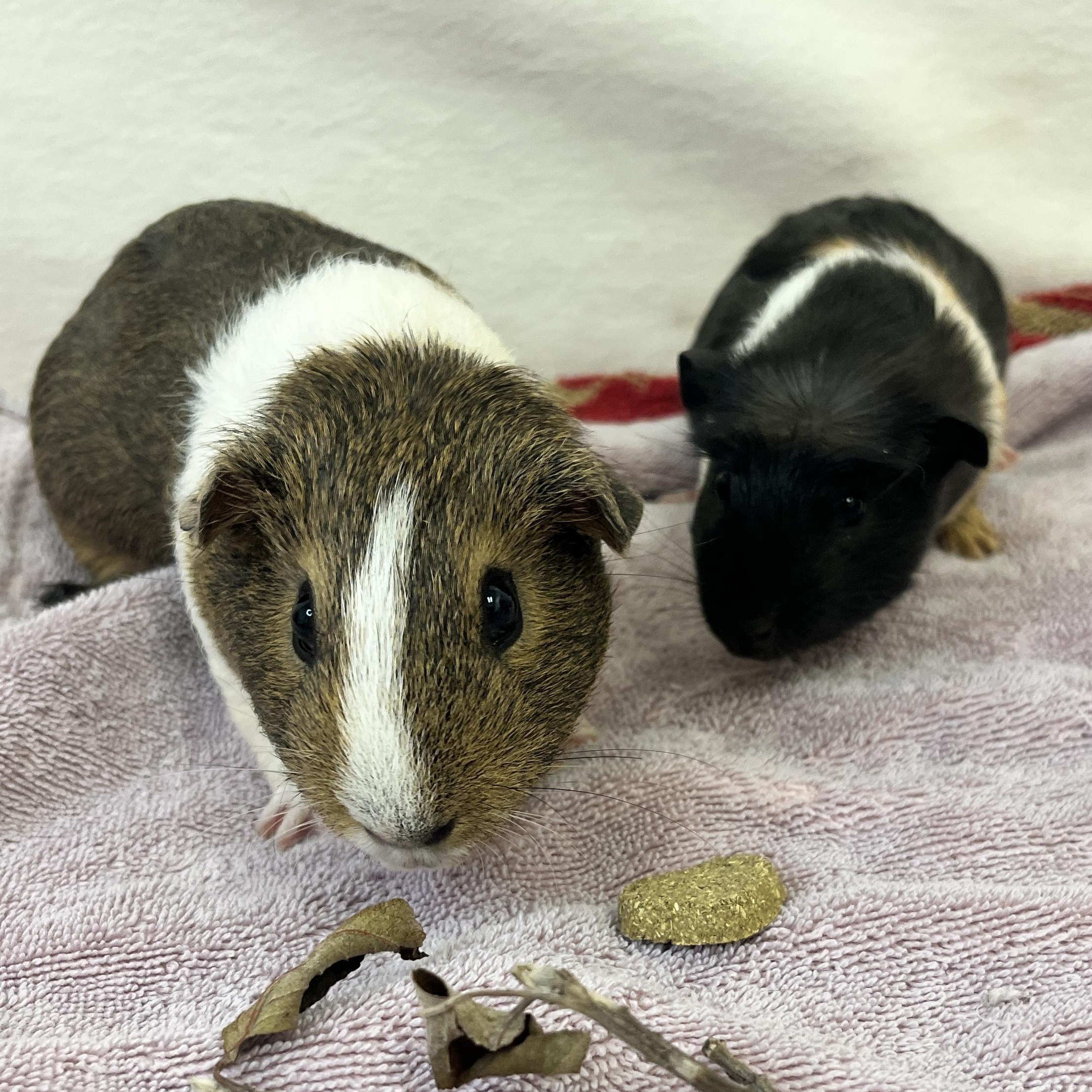 Enlarge Macaron & Baguette (female pair), a ADOPTABLE Guinea Pig in Oakland, CA image 6/6