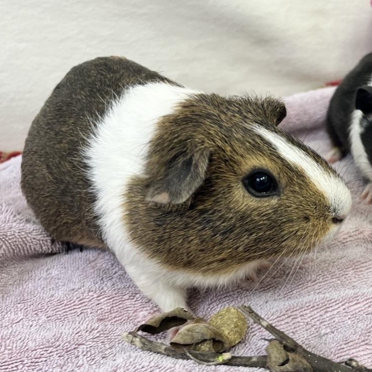 Enlarge Macaron & Baguette (female pair), a ADOPTABLE Guinea Pig in Oakland, CA image 4/6