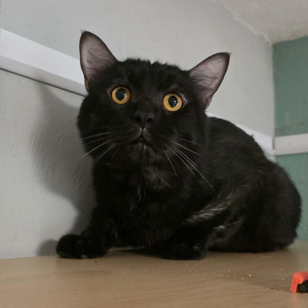 Enlarge Mica, an adopted Tabby in Shippenville, PA image 3/4