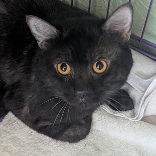 Mica, adopted, Adult Male Tabby.