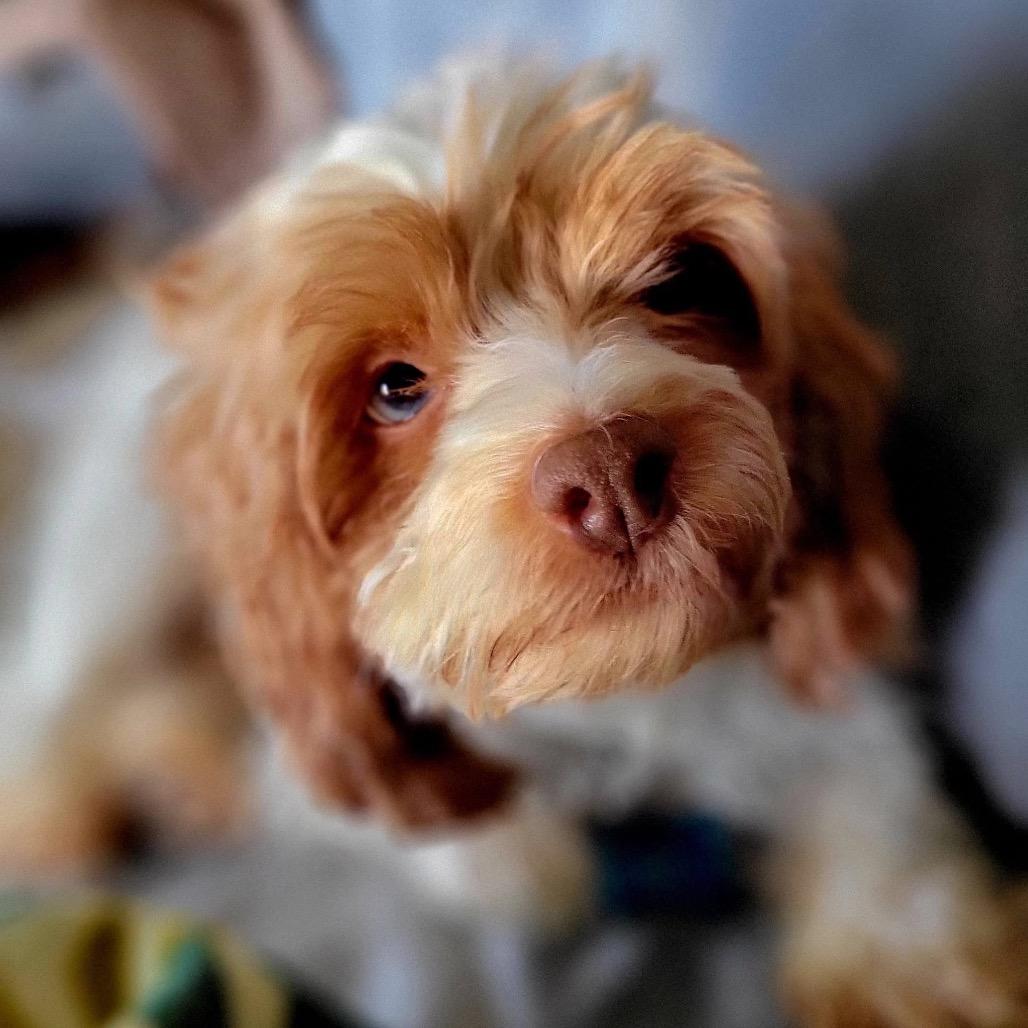 GiGI, Adoptable, Adult Female Cockapoo.