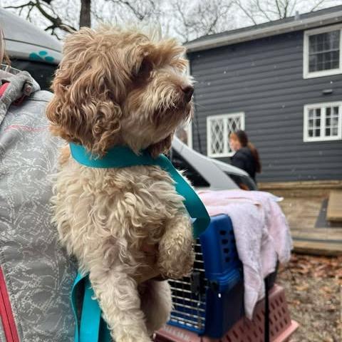 Enlarge GiGI, a Adoptable Cockapoo in St. Charles, IL image 3/6
