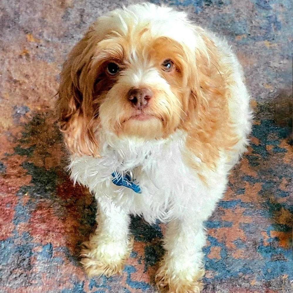 Enlarge GiGI, a Adoptable Cockapoo in St. Charles, IL image 4/6