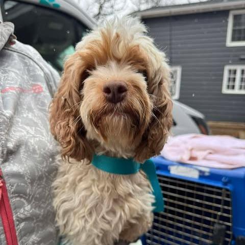 Enlarge GiGI, a Adoptable Cockapoo in St. Charles, IL image 5/6