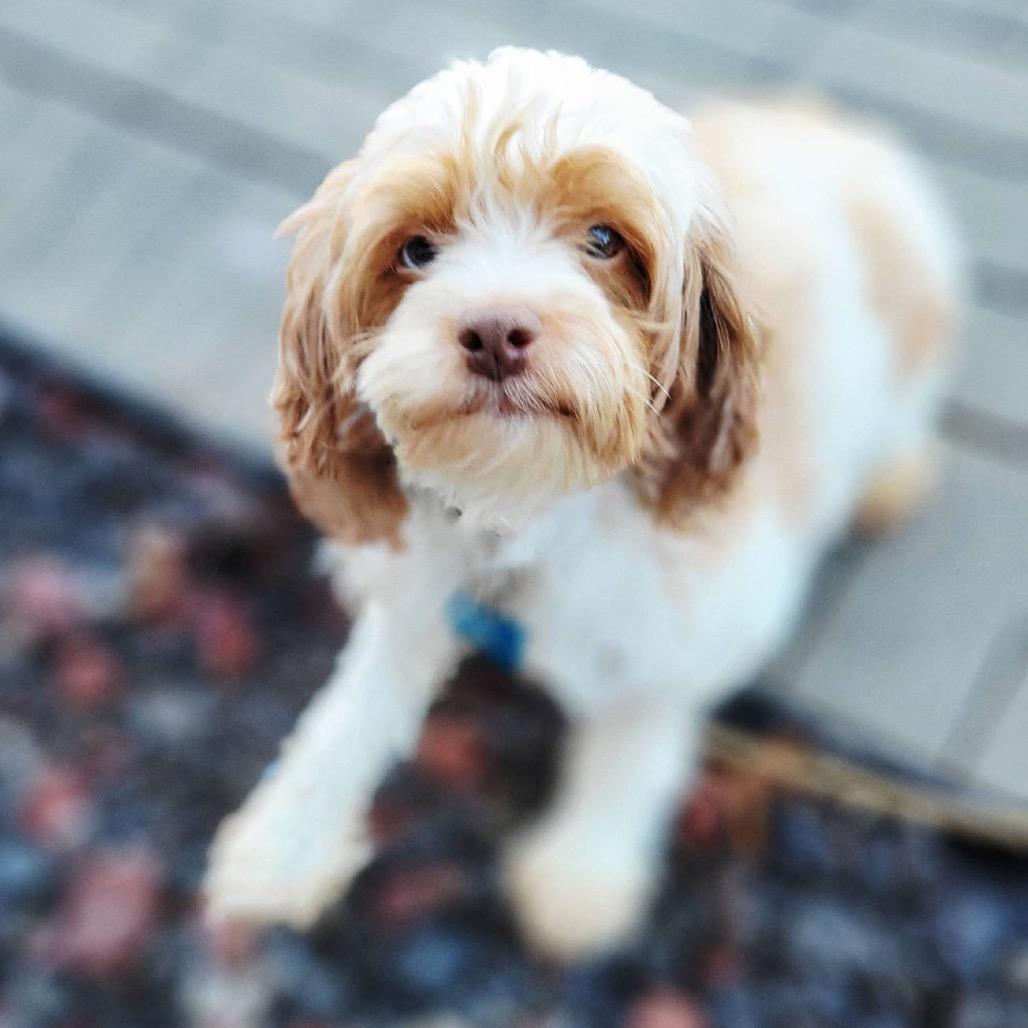 Enlarge GiGI, a Adoptable Cockapoo in St. Charles, IL image 6/6