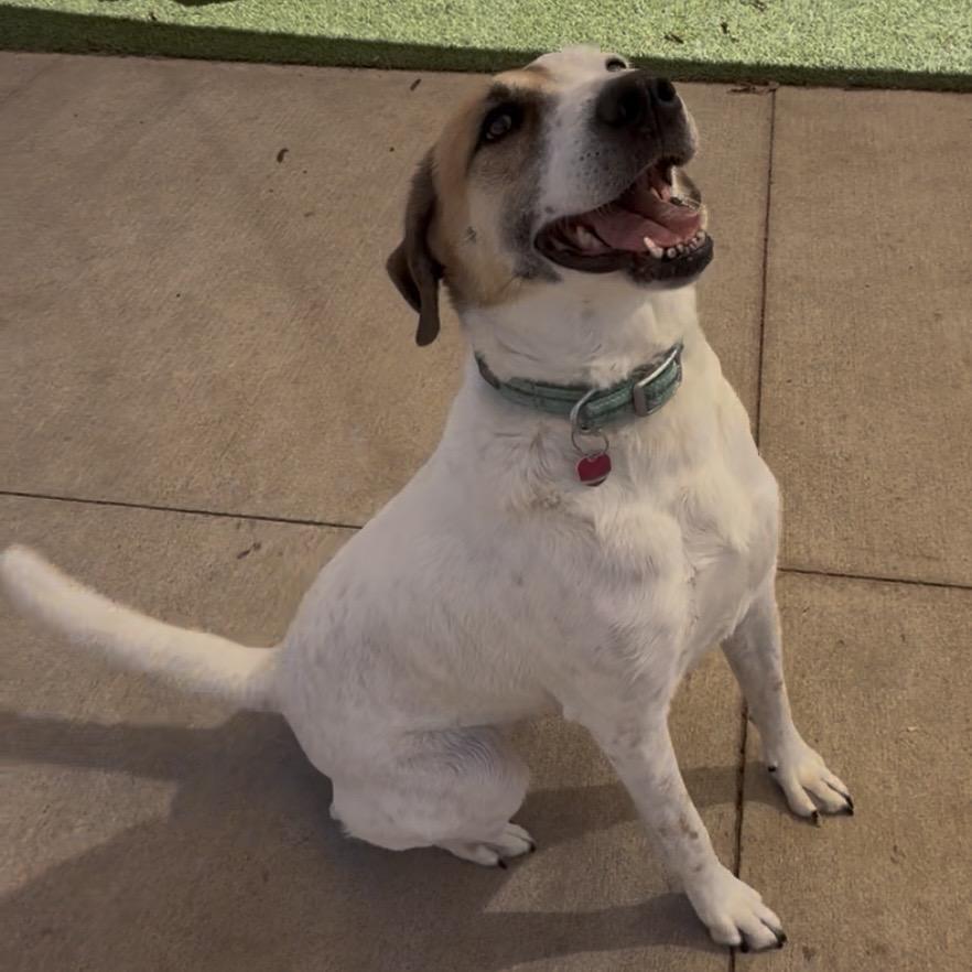 Enlarge Lucy, a Adoptable Mixed Breed in Norman, OK image 1/4