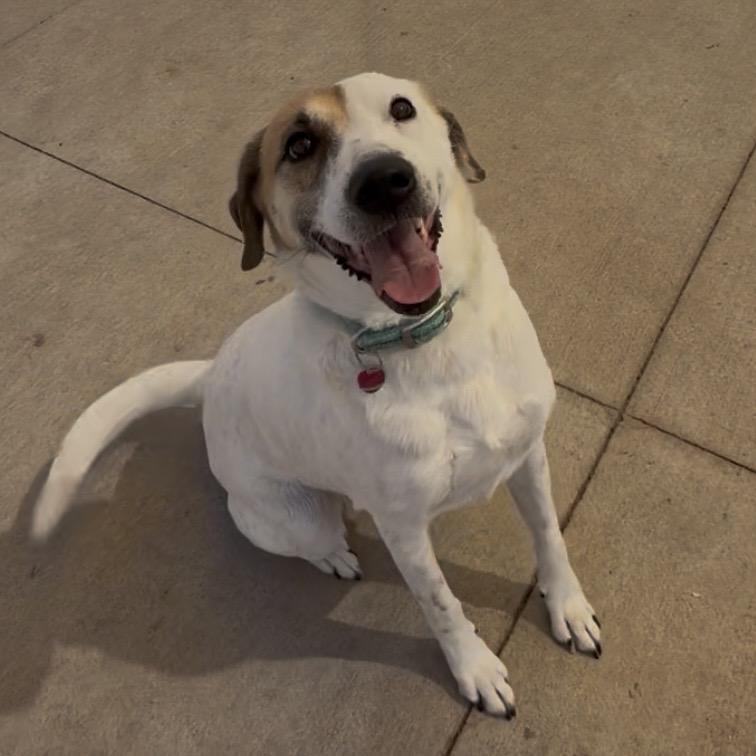 Enlarge Lucy, a Adoptable Mixed Breed in Norman, OK image 2/4