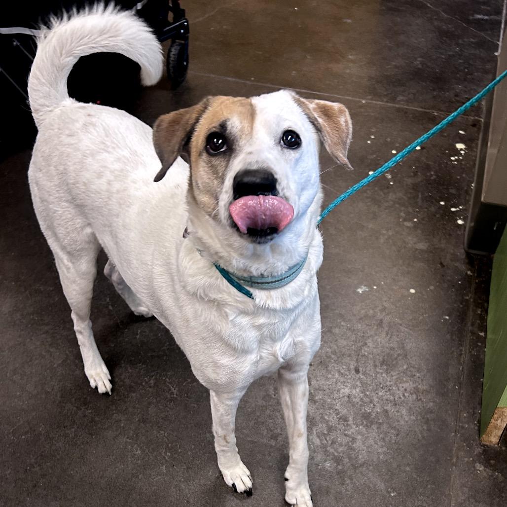 Enlarge Lucy, a Adoptable Mixed Breed in Norman, OK image 3/4