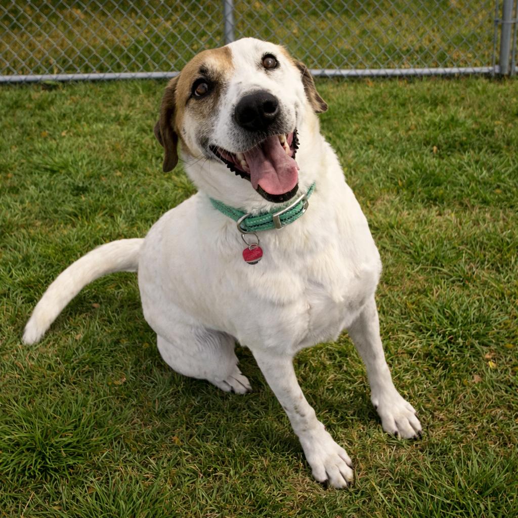 Enlarge Lucy, a Adoptable Mixed Breed in Norman, OK image 4/4
