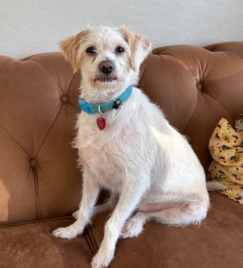 Enlarge 26Reggie, a Adoptable Terrier in Shingle Springs, CA image 2/2
