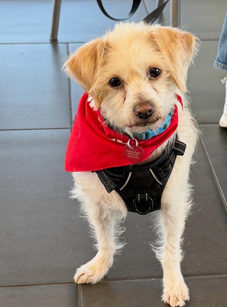 26Reggie, Adoptable, Adult Male Terrier.