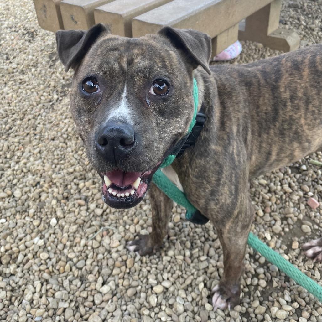 Rutabaga, Adoptable, Adult Female Mixed Breed.