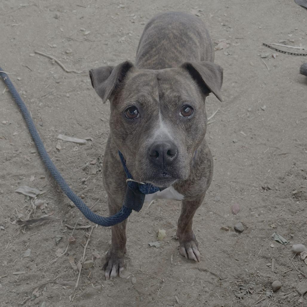 Rutabaga, a Adoptable Mixed Breed in Philadelphia, PA image 2/6