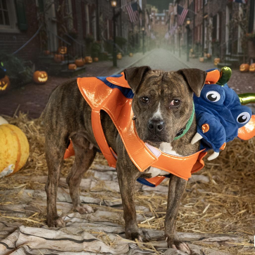 Rutabaga, a Adoptable Mixed Breed in Philadelphia, PA image 4/6