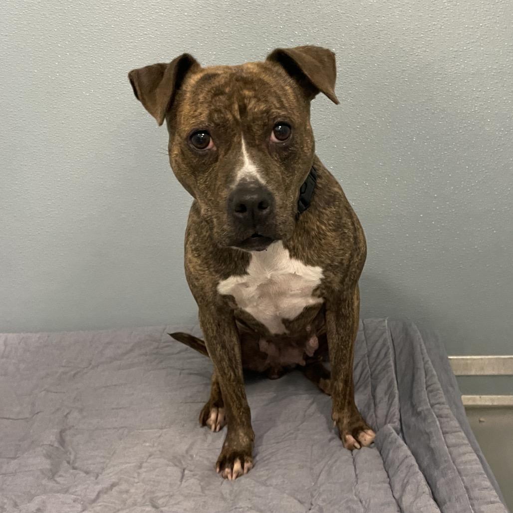 Rutabaga, a Adoptable Mixed Breed in Philadelphia, PA image 5/6