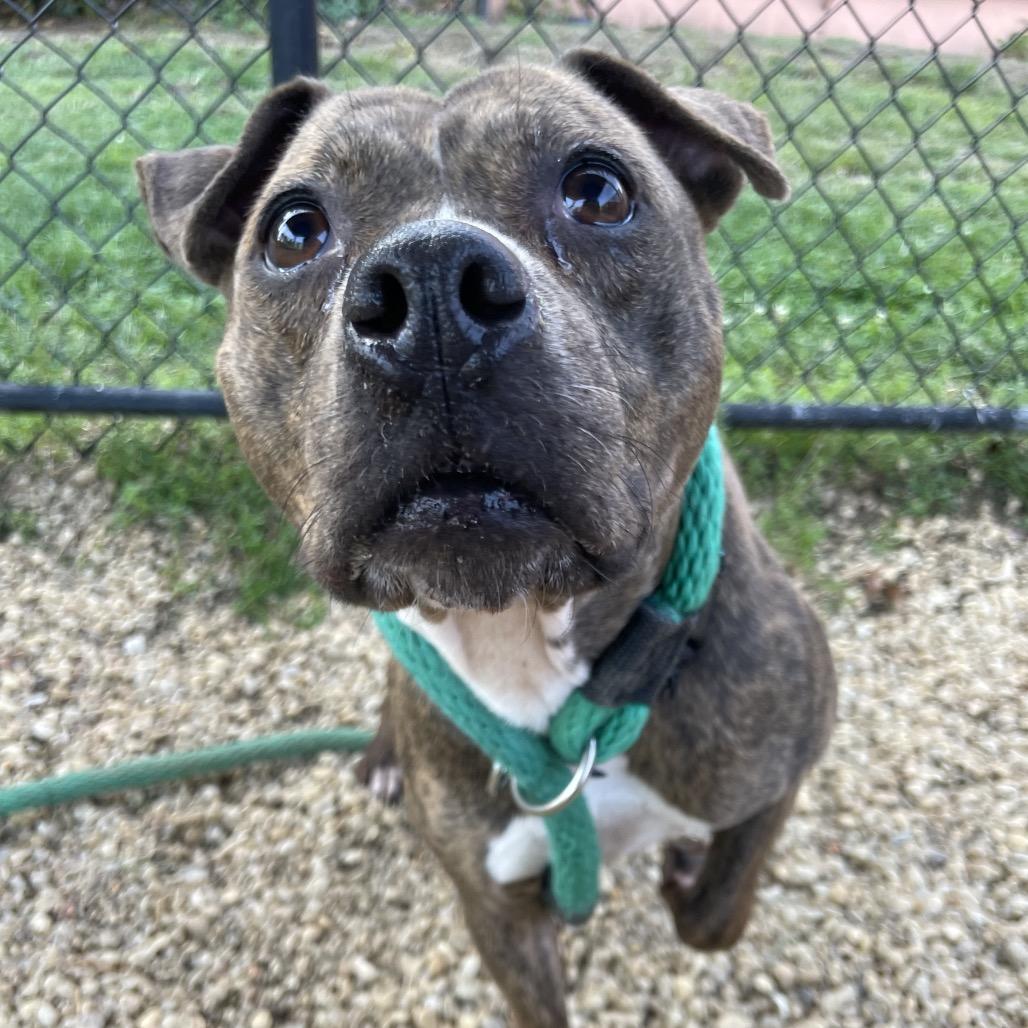 Rutabaga, a Adoptable Mixed Breed in Philadelphia, PA image 6/6