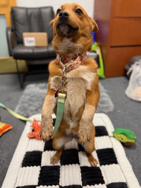 Enlarge ChaChi - Come Meet Me!, a ADOPTABLE mixed breed in Medfield, MA image 4/5