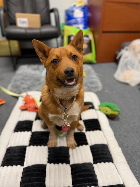 ChaChi - Come Meet Me!, ADOPTABLE, Puppy Female Corgi & Australian Cattle Dog / Blue Heeler.