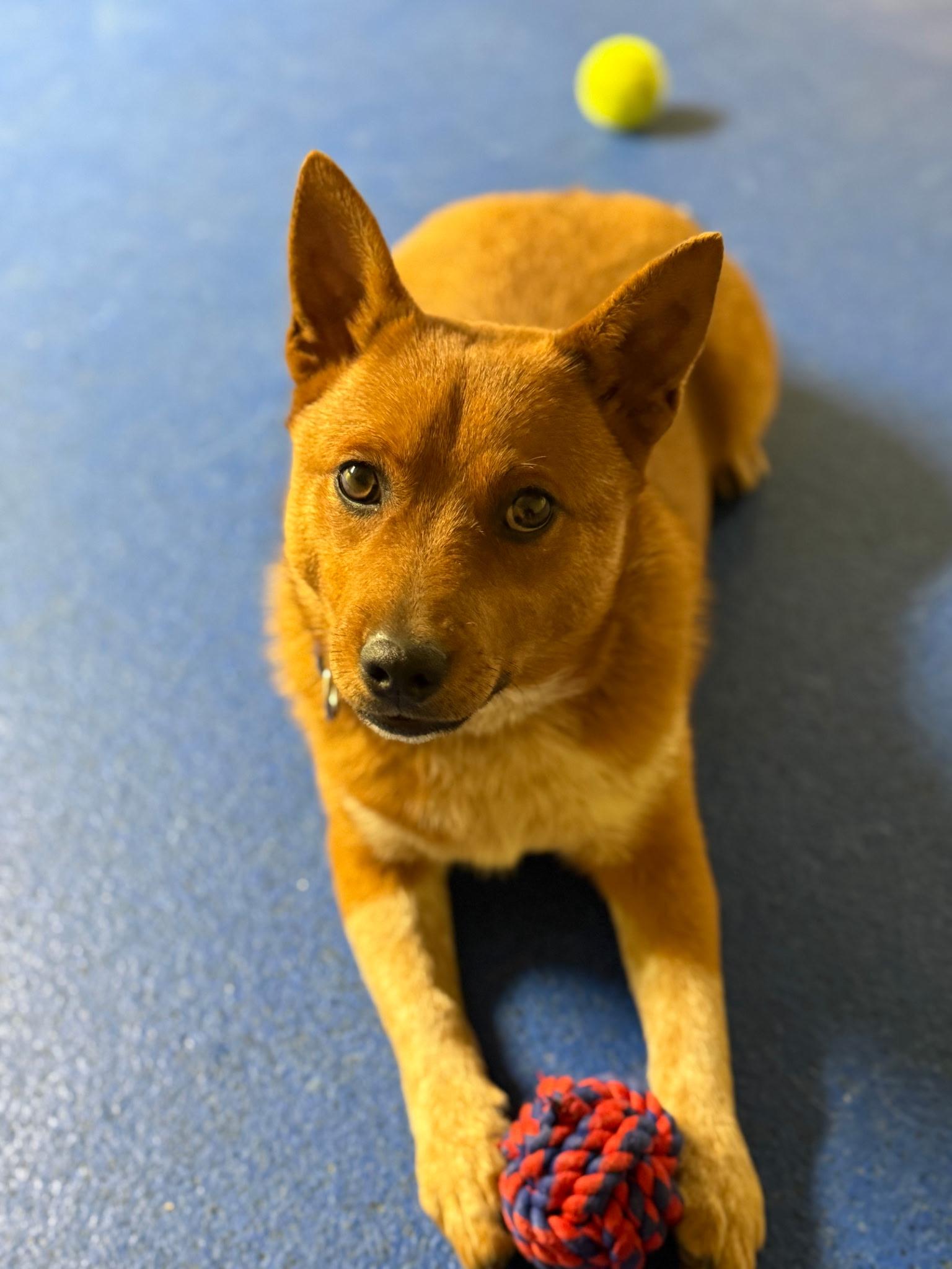 Enlarge ChaChi - Come Meet Me!, a ADOPTABLE mixed breed in Medfield, MA image 5/5