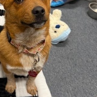 Enlarge ChaChi - Come Meet Me!, a ADOPTABLE mixed breed in Medfield, MA image 3/5