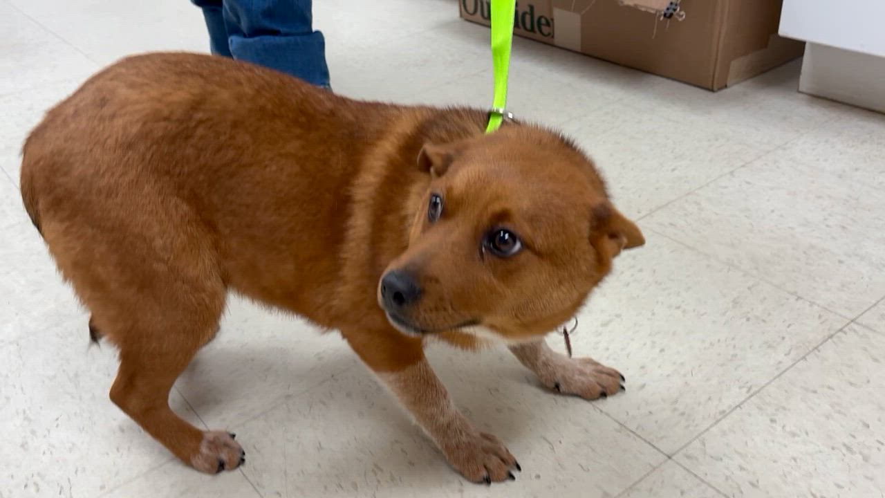 Enlarge ChaChi - Come Meet Me!, a ADOPTABLE mixed breed in Medfield, MA video 2/5