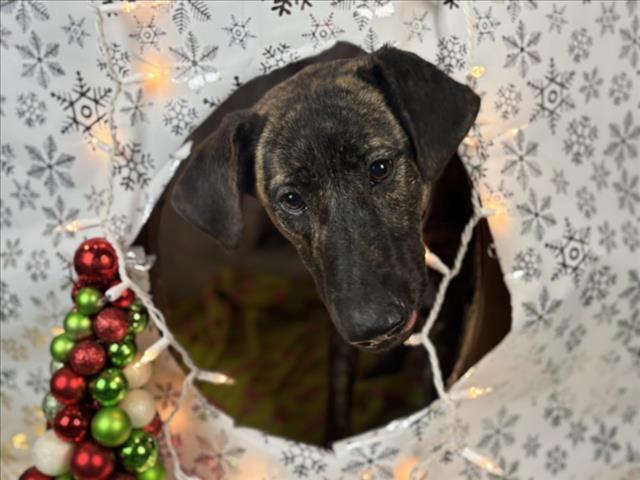 Enlarge POOCHIE, a Adoptable mixed breed in Houston, TX image 1/1