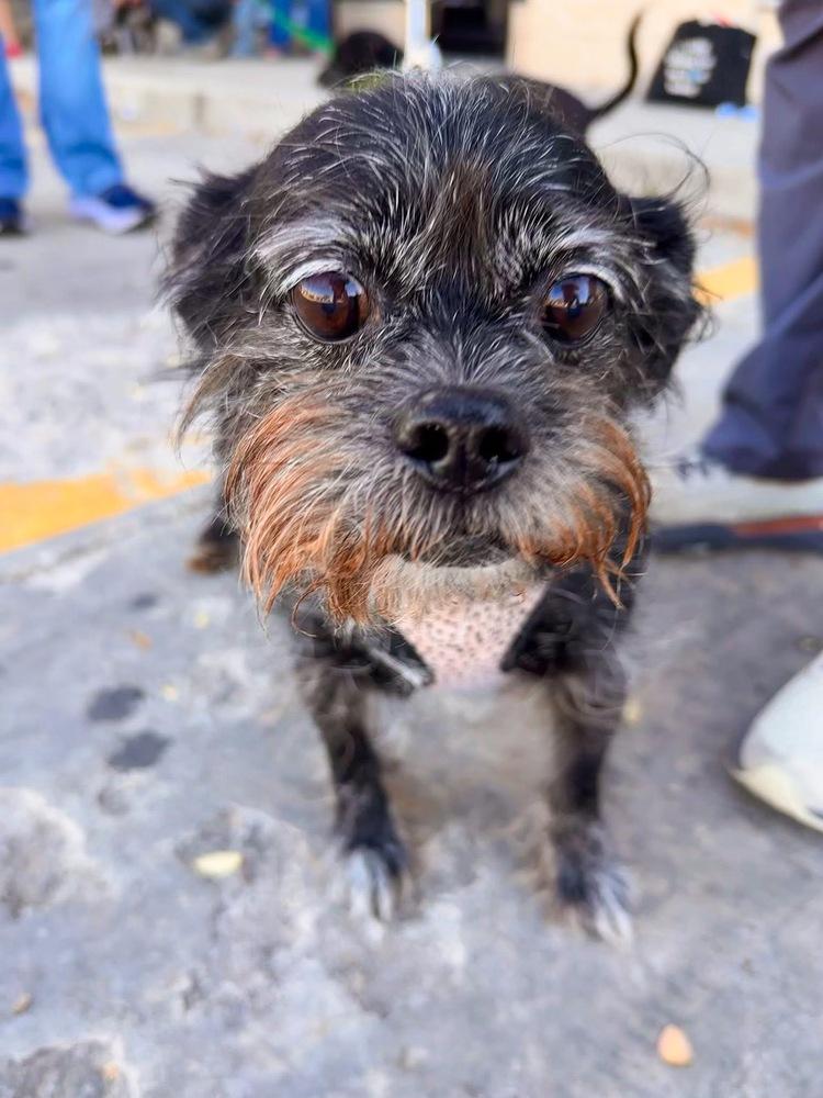 Midnight, Adoptable, Adult Male Terrier & Yorkshire Terrier.