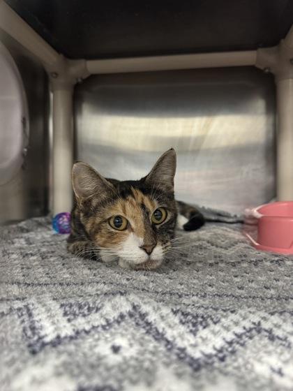 08367B Lily, Adoptable, Adult Female Domestic Short Hair & Domestic Short Hair.