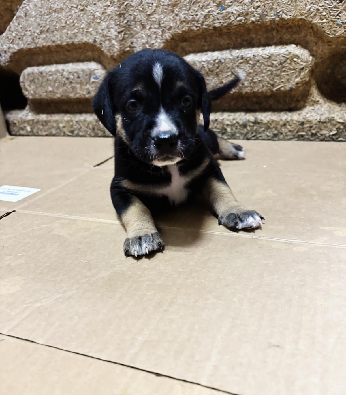 Enlarge Rita, an adoptable mixed breed in Orlando, FL image 3/6