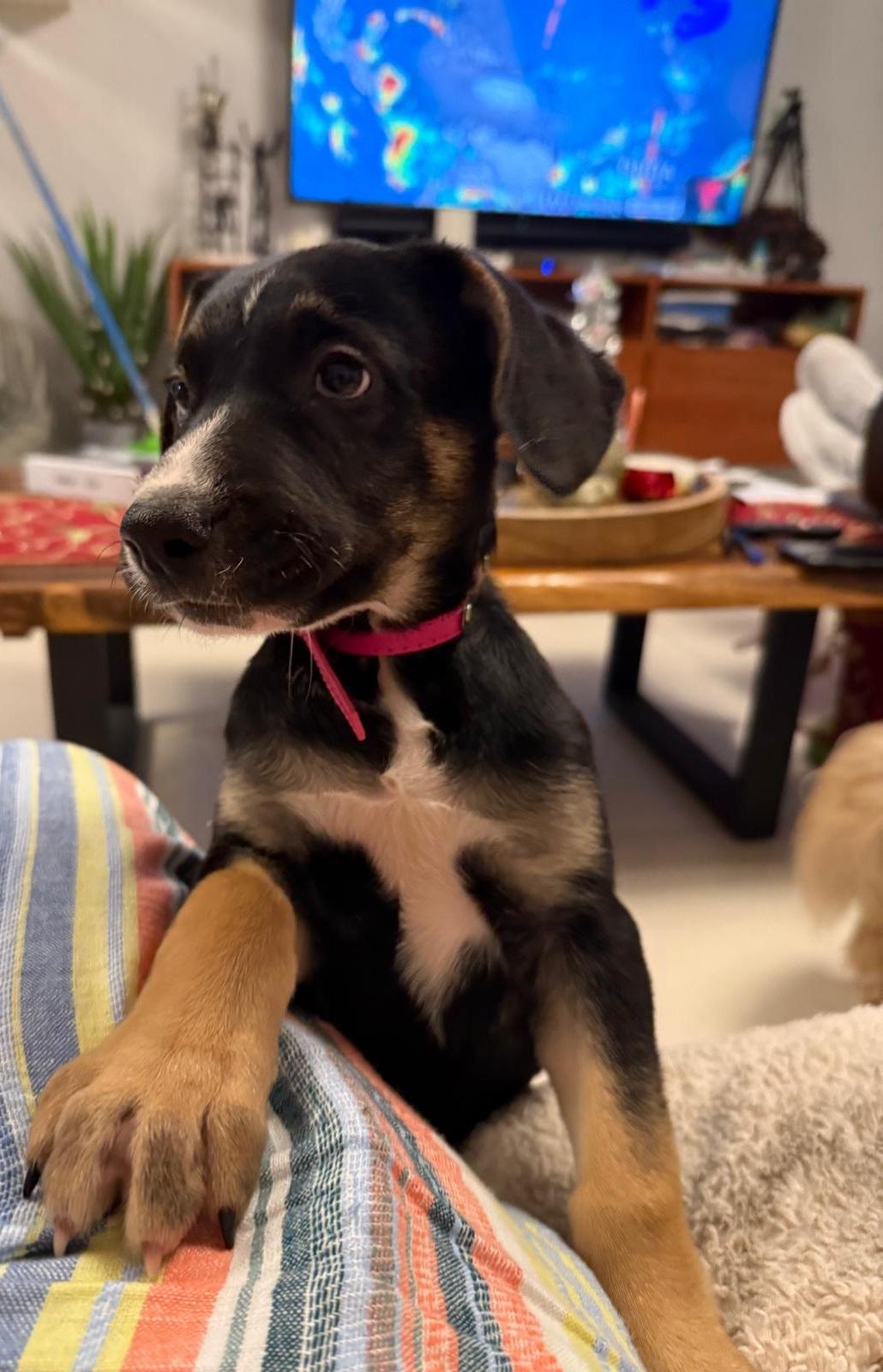 Enlarge Rita, an adoptable mixed breed in Orlando, FL image 2/6