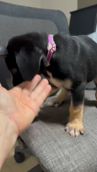 Enlarge Rita, an adoptable mixed breed in Orlando, FL video 6/6