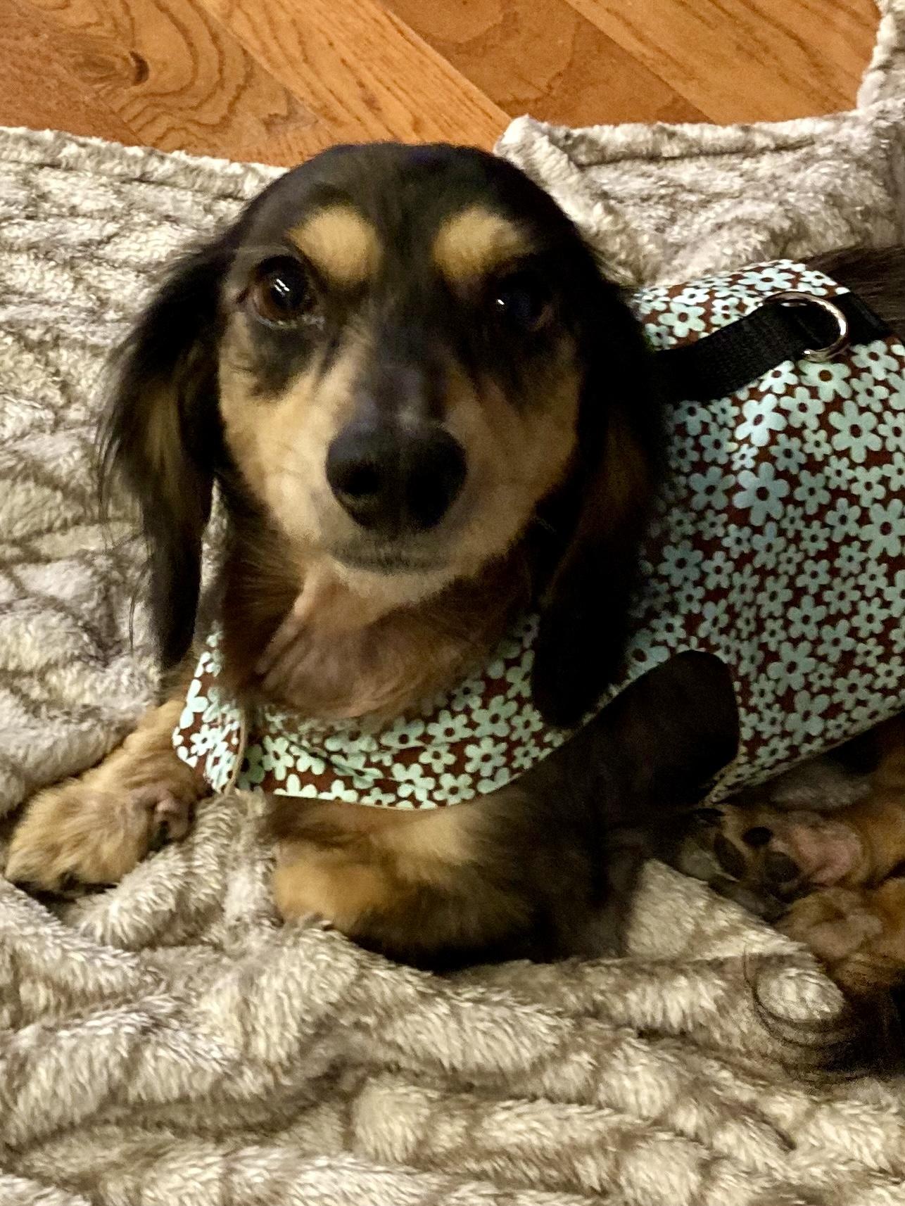 Peaches, ADOPTABLE, Adult Female Dachshund.