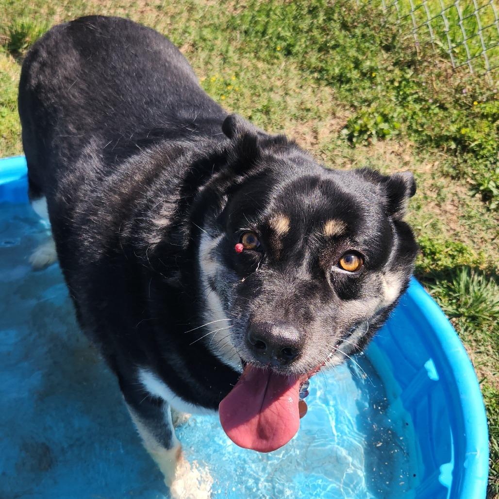 Ham, Adoptable, Senior Female Shepherd & Mixed Breed.