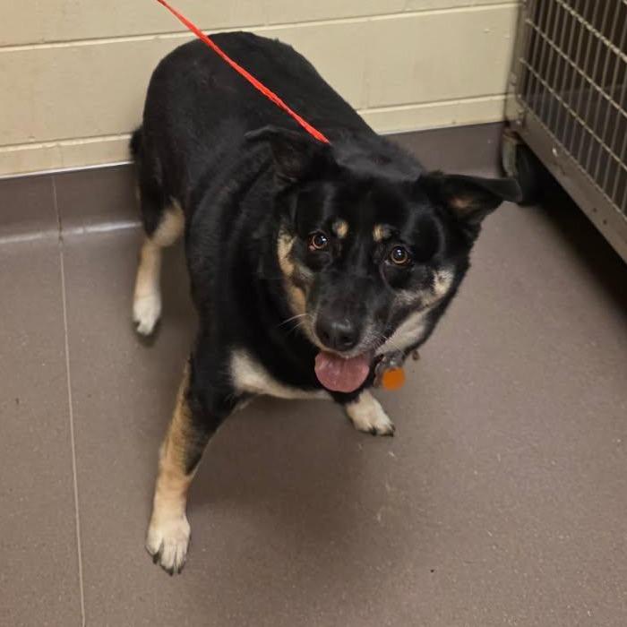 Enlarge Ham, a Adoptable mixed breed in Norman, OK image 2/2