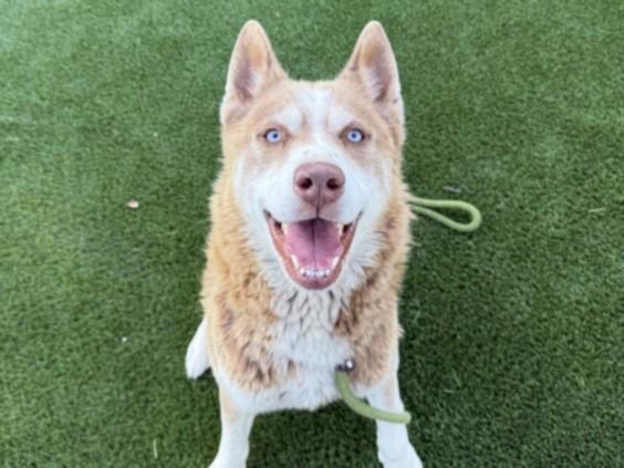 MARTY MCFLY, Adoptable, Young Male Siberian Husky.
