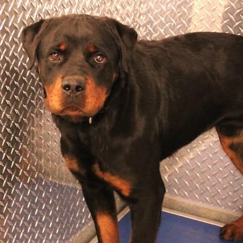 Enlarge 26-00458, a ADOPTABLE Rottweiler in Fredericksburg, VA image 2/2