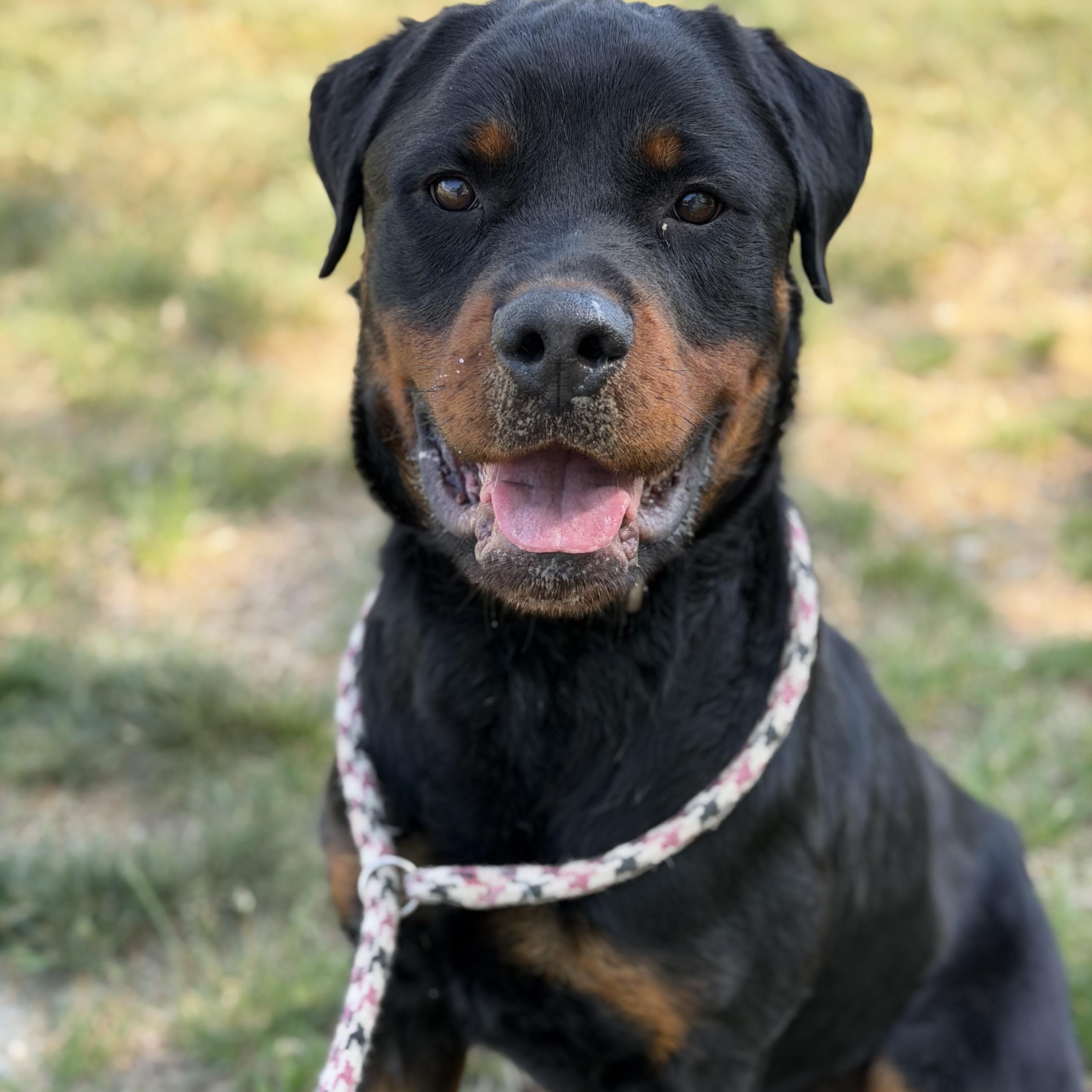 26-00458, ADOPTABLE, Adult Male Rottweiler.