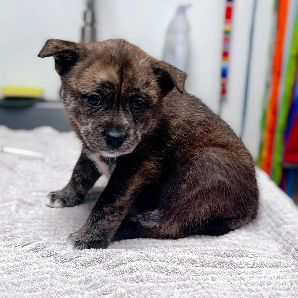 Jasmine Pearl — thumbnail 2