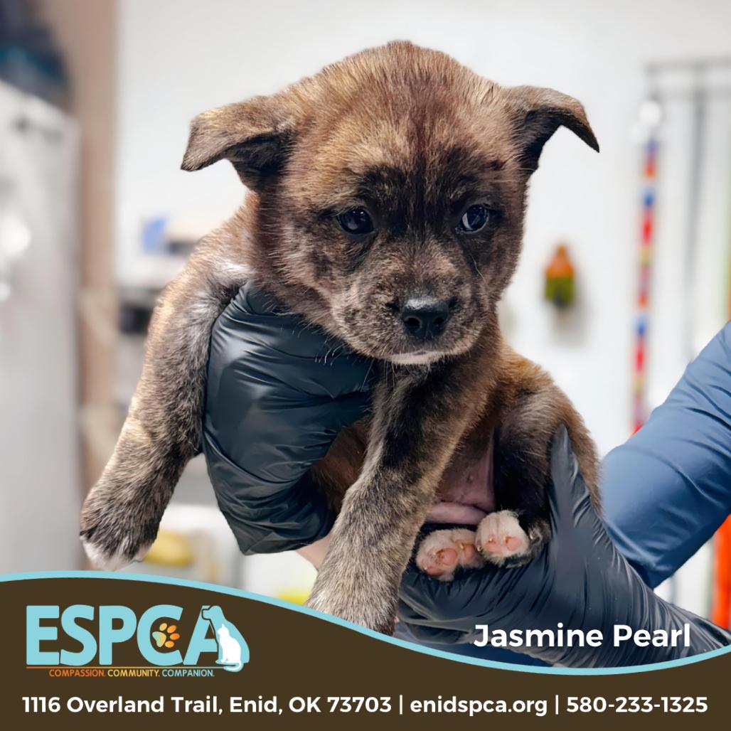 Jasmine Pearl — thumbnail 3