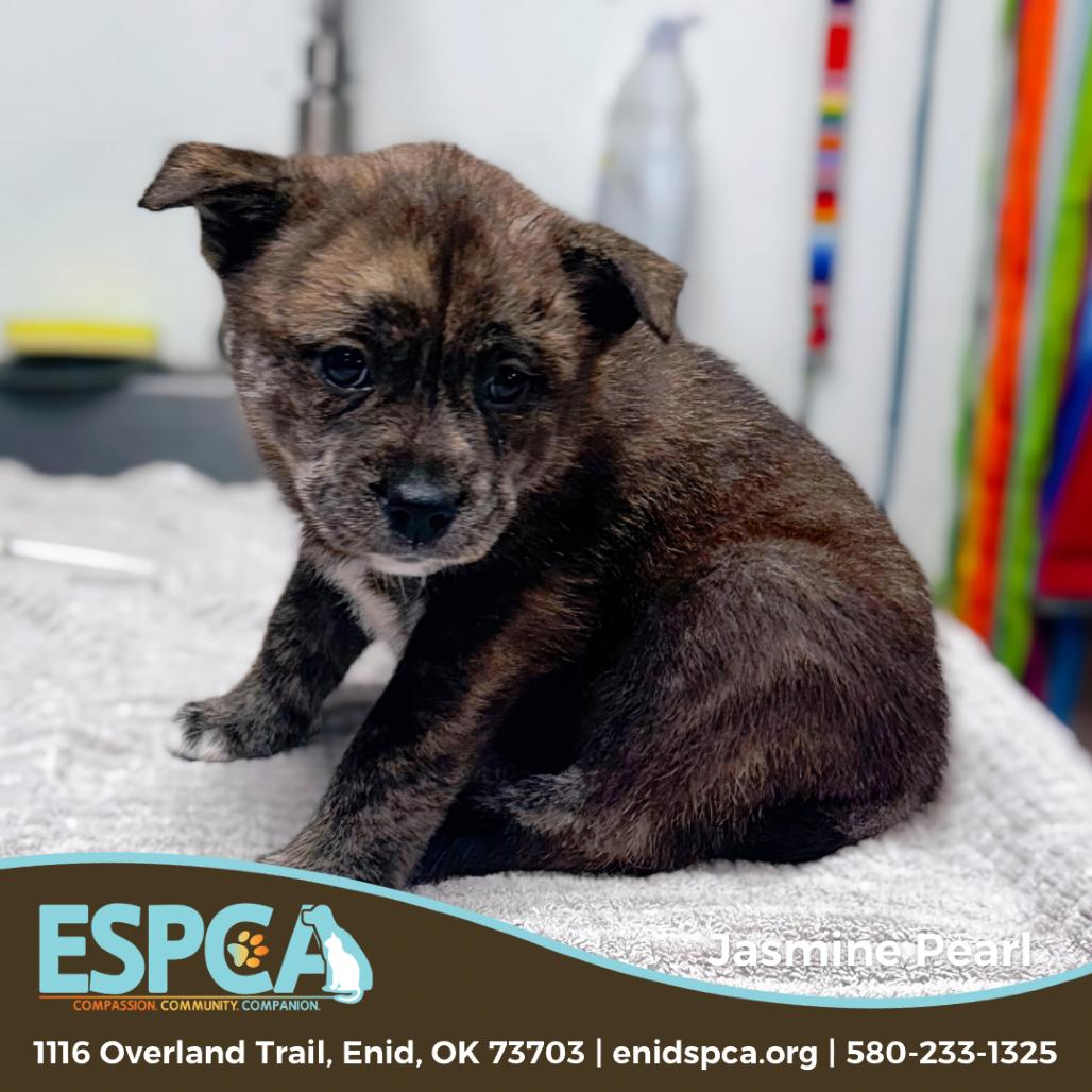 Jasmine Pearl — thumbnail 4