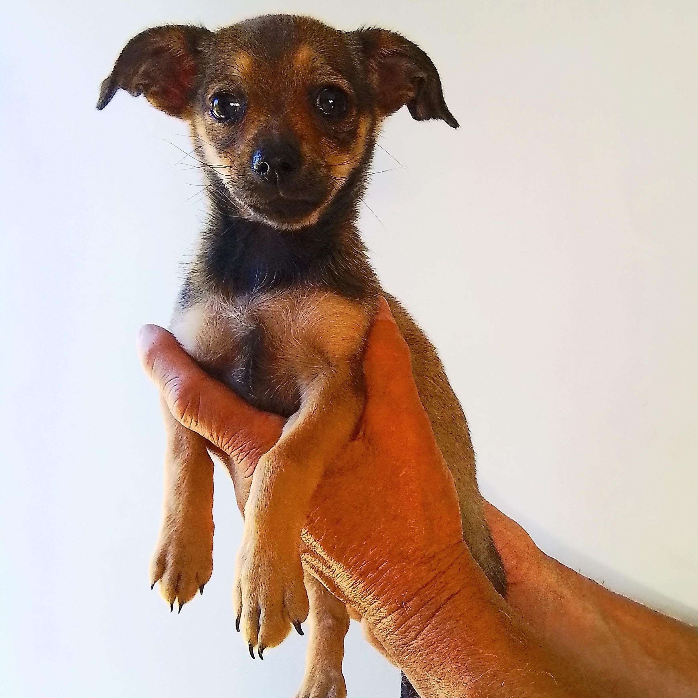 Tiny, Adoptable, Puppy Female Dachshund & Chihuahua.