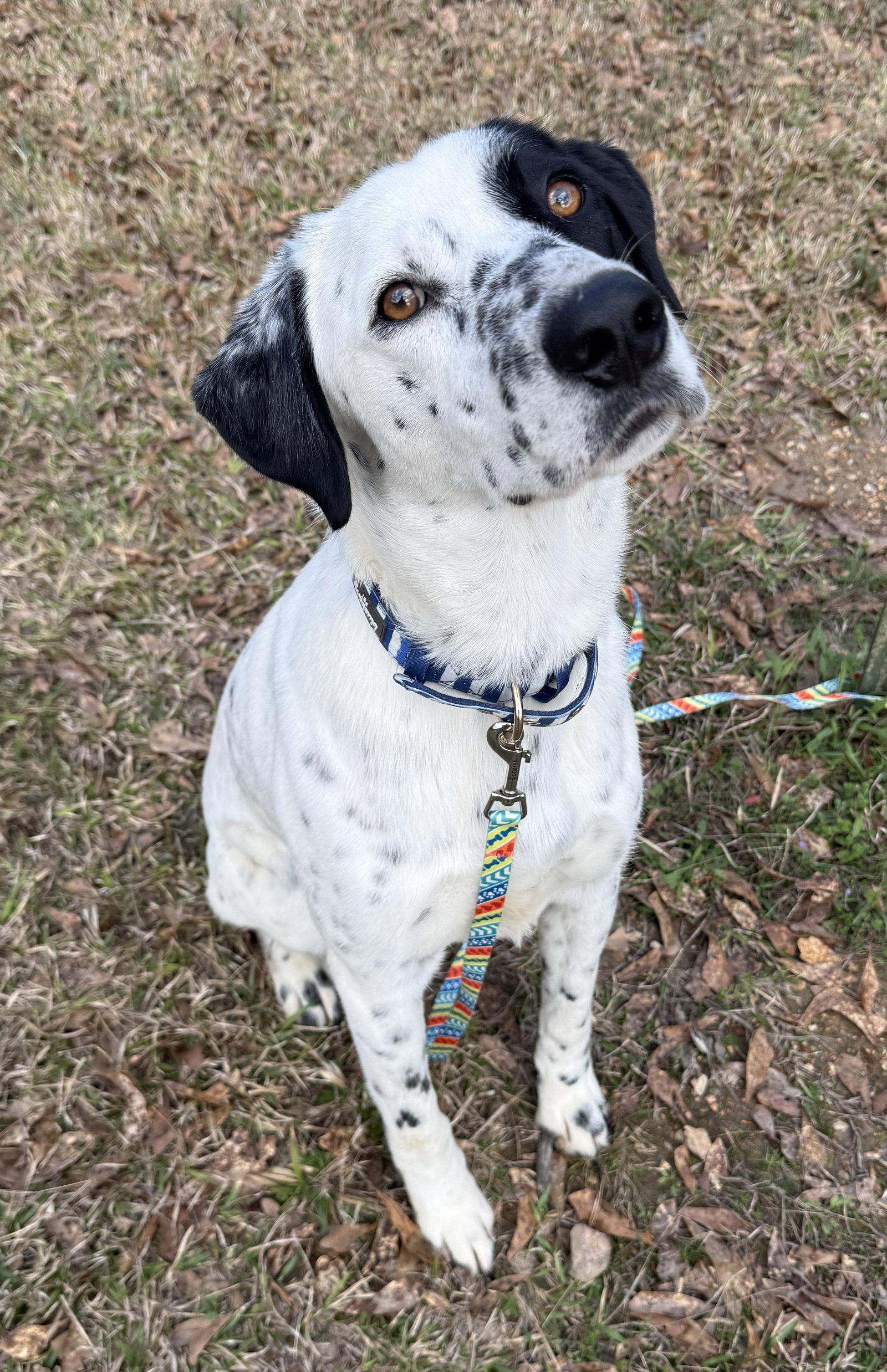 Spec, Adoptable, Young Male Pointer & Labrador Retriever.