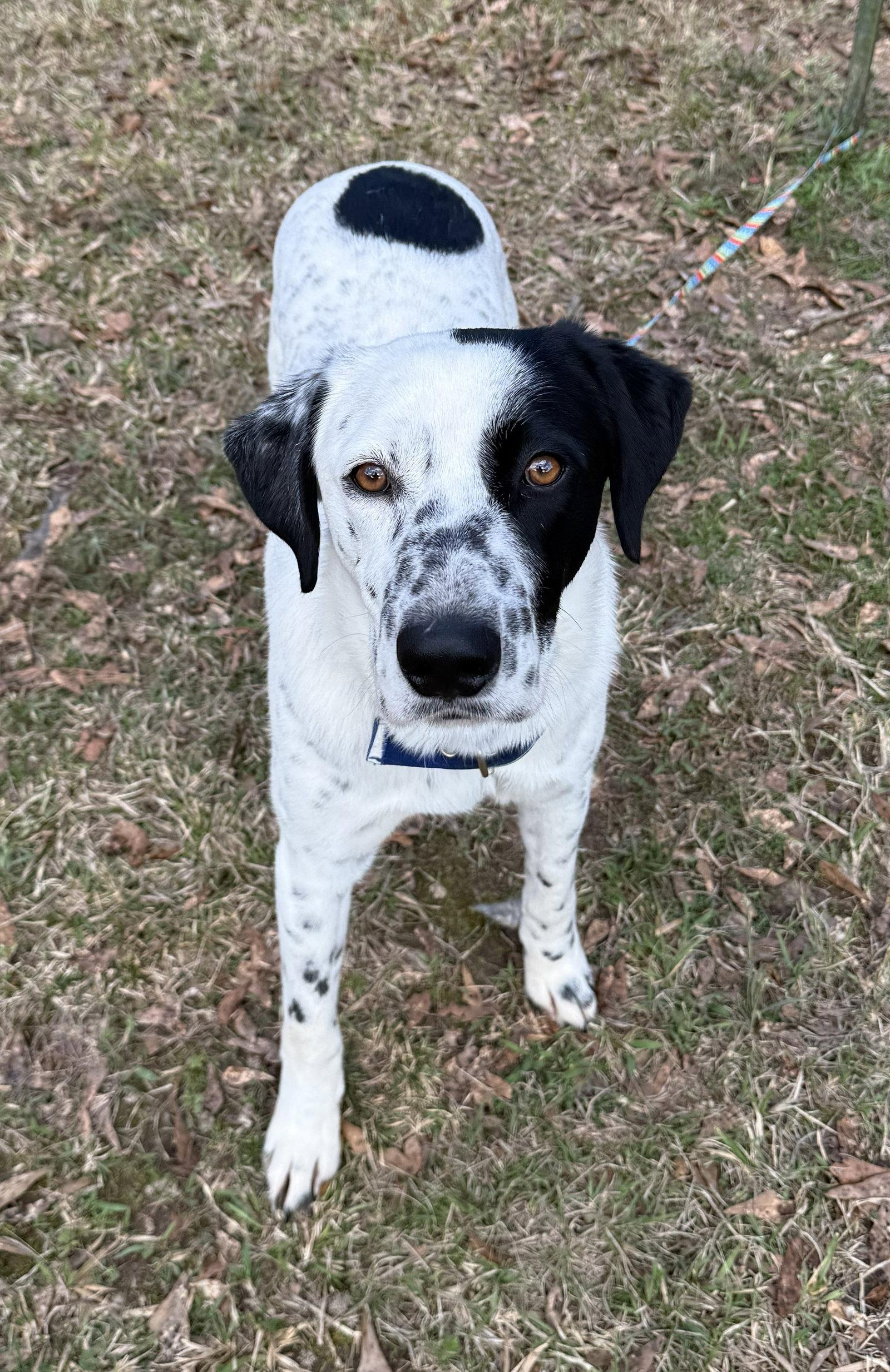Enlarge Spec, a Adoptable mixed breed in Attalla, AL image 2/3